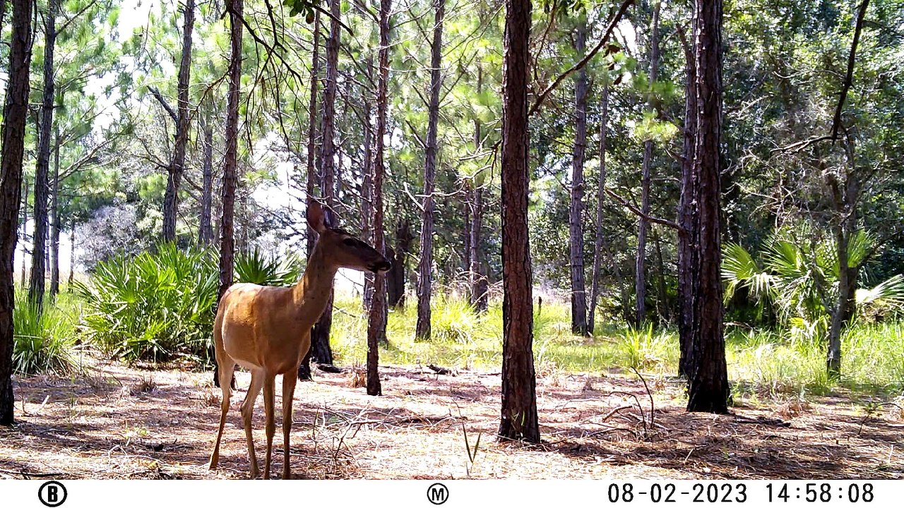 Wildlife Trail Camera #5