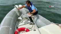 Opération de sauvetage de mouette par la police des plongeurs à Bursa