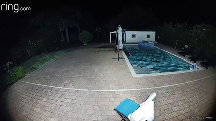 Deer va nager tard dans la nuit dans la piscine