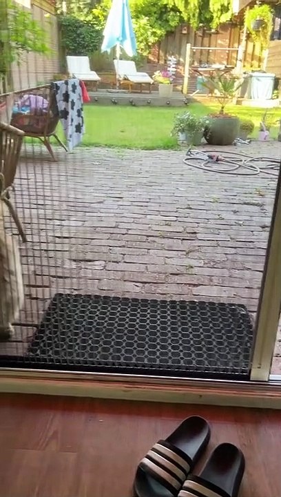 Chat persan confus par porte ouverte