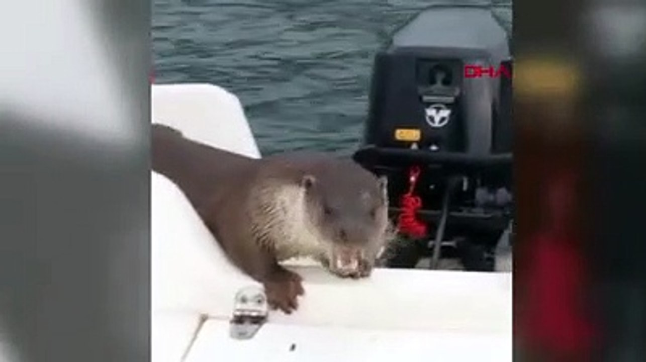 Elleriyle su samuru besledi! Balıkları beğenince tekneye kadar çıktı