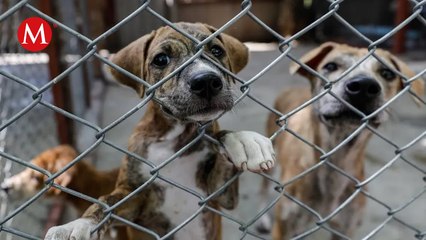 Aprueban multas de hasta 200 mil pesos a quien cometa crueldad animal en Querétaro