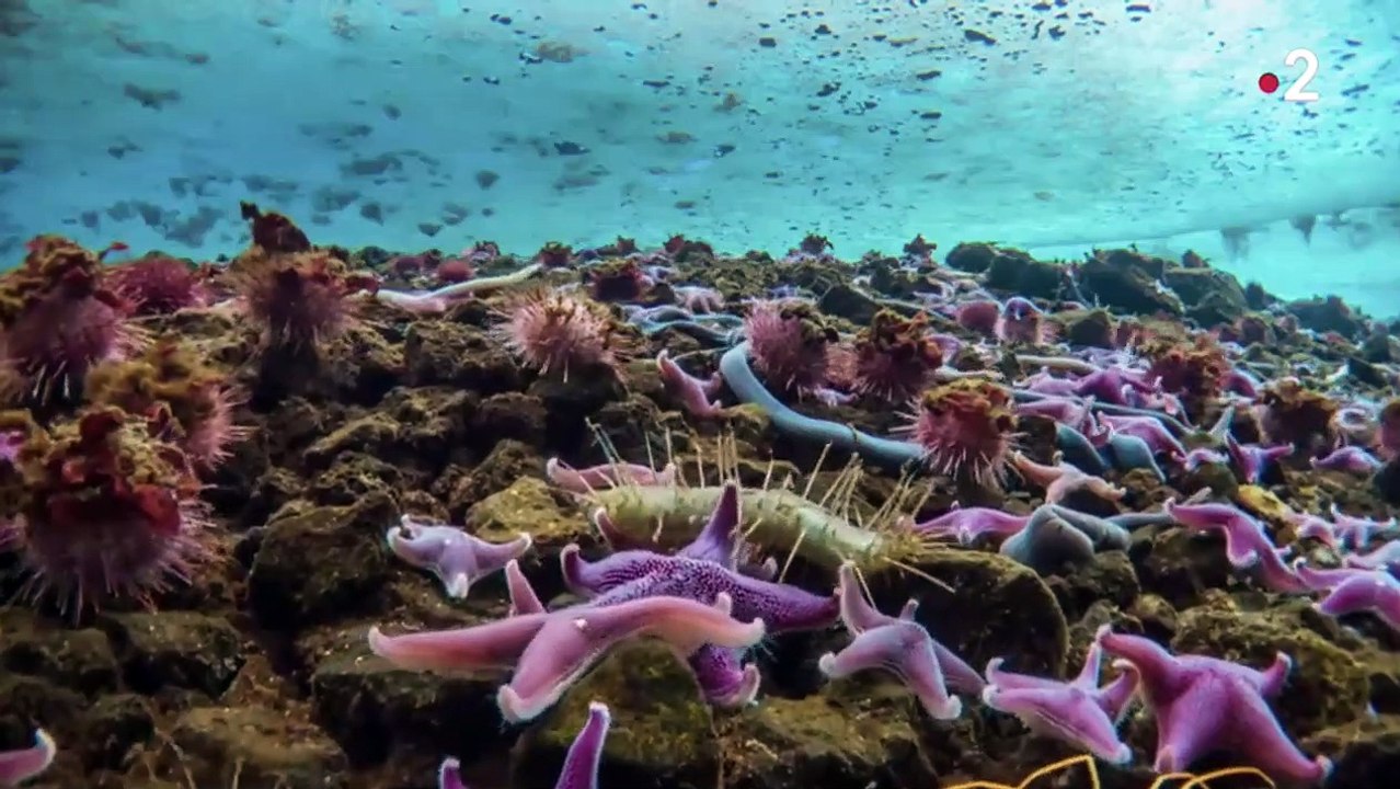 Une planète, deux mondes sauvages - Bande annonce