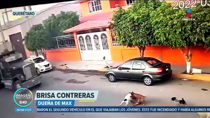 Inicia el segundo juicio penal en contra de un maltratador de animales en México
