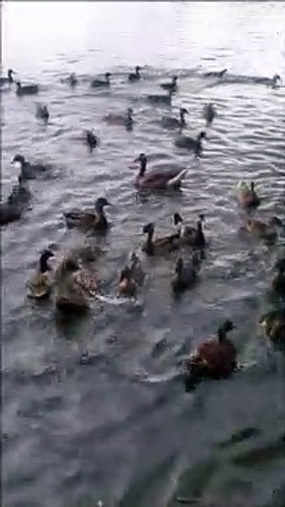 Feeding Wild Ducks