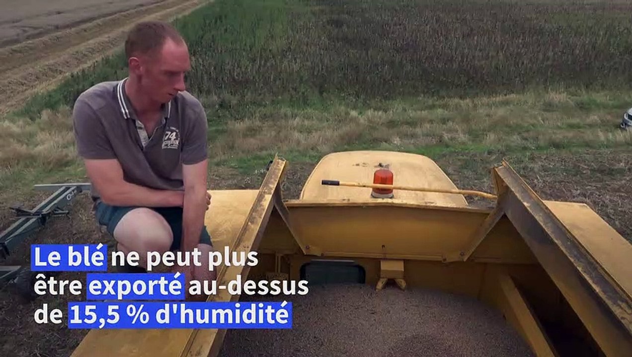Entre les averses, les agriculteurs normands bouclent tant bien que mal la moisson des blés