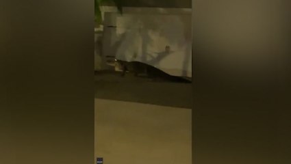 Huge alligator tries to scale Florida home