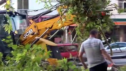 Kütahya'da Asırlık Çınar Ağacının Dalı Otomobillere Düştü