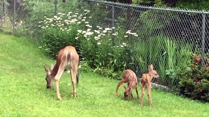Fawn Zoomies dans l'arrière-cour de l'Oregon