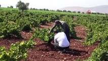 Début des vendanges au point zéro de la frontière Faible rendement du raisin «Horoz Karası»