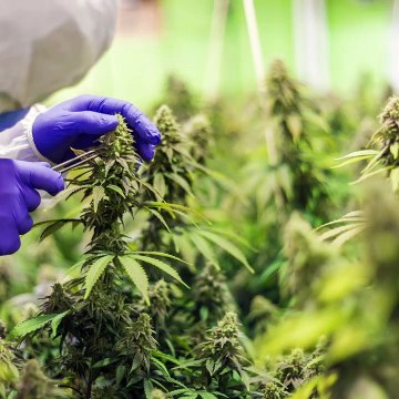 -ANDRÉS DE JESÚS VÉLEZ FRANCO- ¿CASAS CONSTRUIDAS CON CANNABIS? (PARTE 1) (@AndresdeJesus90)