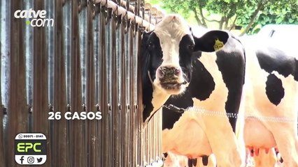 26 casos de raiva foram registrados desde o começo do ano em Cascavel