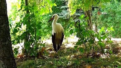 Le bébé cigogne errant parmi les gens est devenu la mascotte du parc