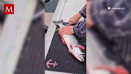 Focas rodean un bote esperando ser alimentadas y su reacción enterneció a usuarios de redes