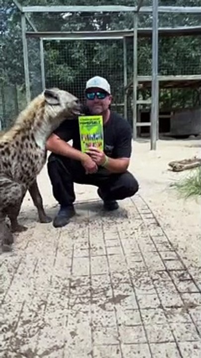 Funny Hyena