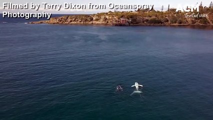 Rare dwarf minke whale sighted near Tathra