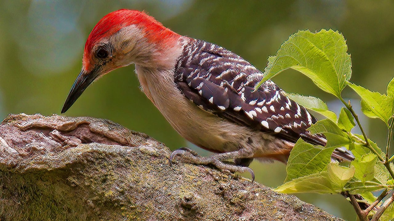Kehidupan Burung Pelatuk