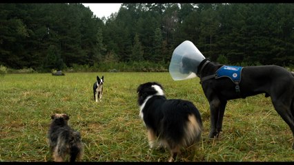 Strays What Can Get Worse Scene