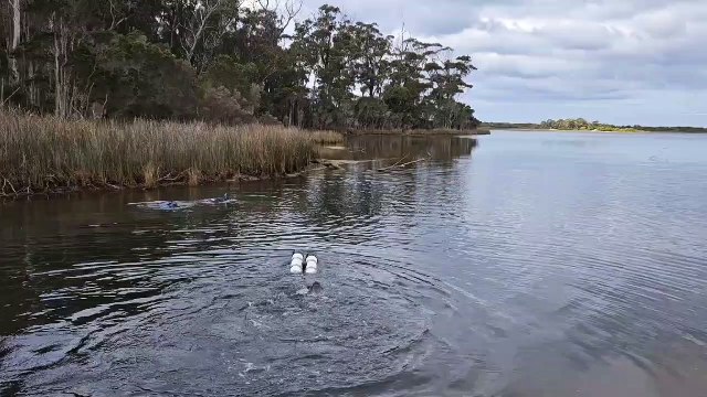 Tasmania Police divers search waters near Beaumaris | August 2023 | The Examiner