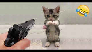 Funniest Cats and Dogs  - Best Funny Animal Videos---#132---أطرف القطط والكلاب