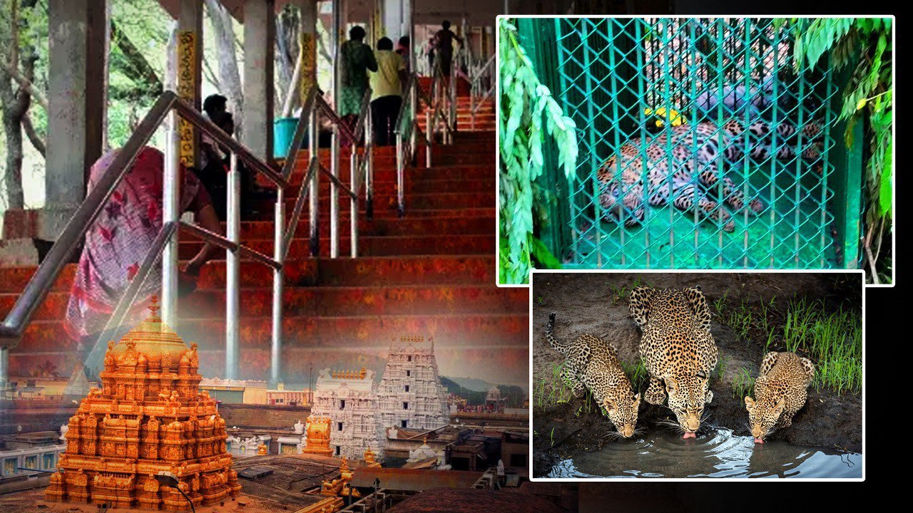 Tirumalaలో చిక్కిన మరో చిరుత.. ఇంకా మూడు Cheetahs మిగిలి ఉన్నాయి | Telugu Oneindia