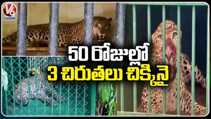 Forest Officers Captured Three Cheetahs In Past 50 Days At Tirupati Area _ V6 News (1)