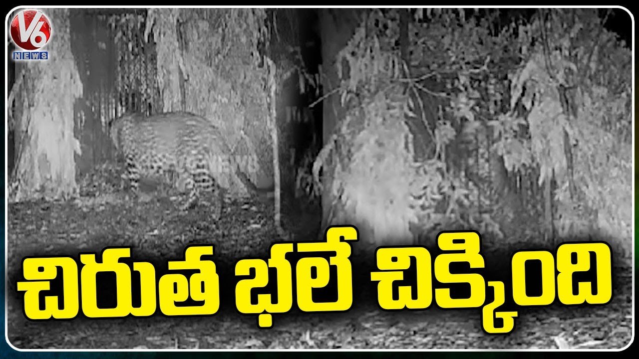 Camera Visuals Of Cheetah Captured In Cage _ V6 News (4)
