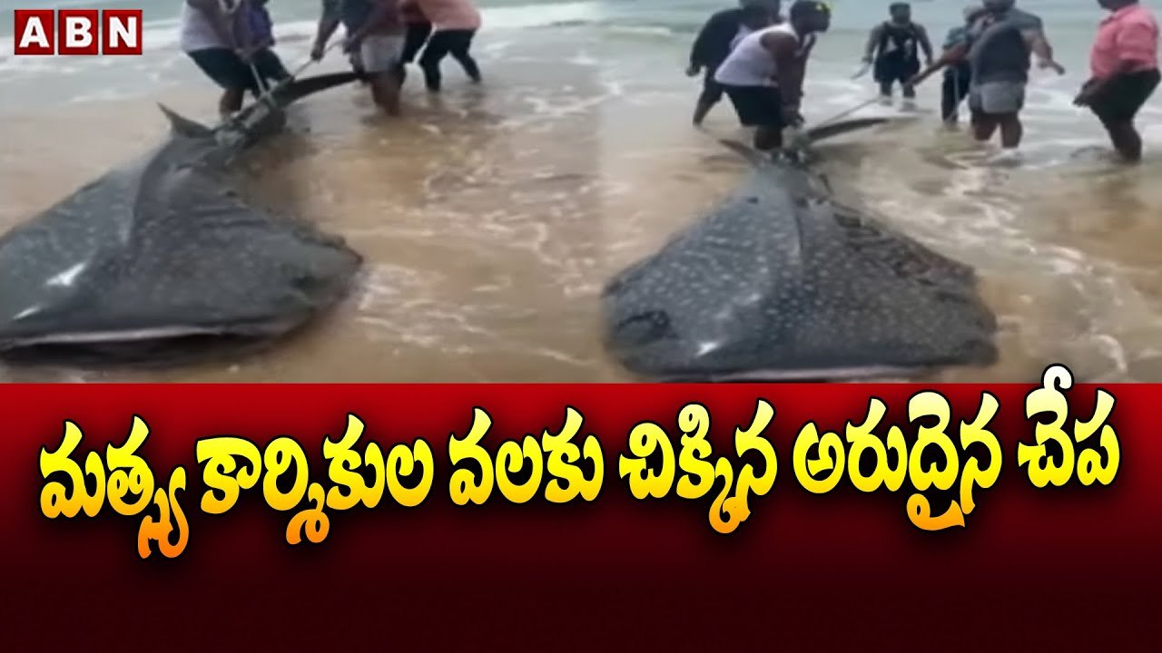 మత్స్య కార్మికుల వలకు చిక్కిన అరుదైన చేప..బరువు సూపర్ __ Bapatla District _ Fishermans __ ABN Telugu-Segment 1
