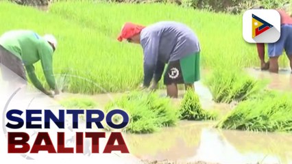 NIA: Ayuda ng gobyerno sa magsasaka at maayos na patubig, nakatulong sa malagong ani