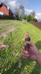 Helped a bird stuck in fence