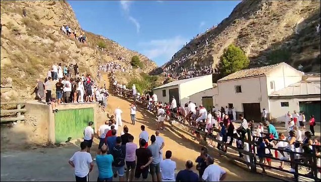 Una vaca se escapa en el 5º Encierro de El Pilón de Falces