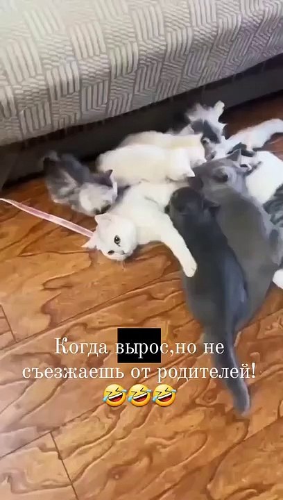Funny Cat Video With Attitiude