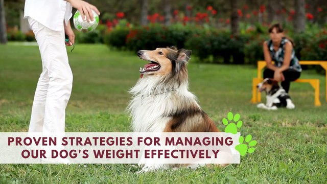 Proven Strategies for Managing Our Dog's Weight Effectively