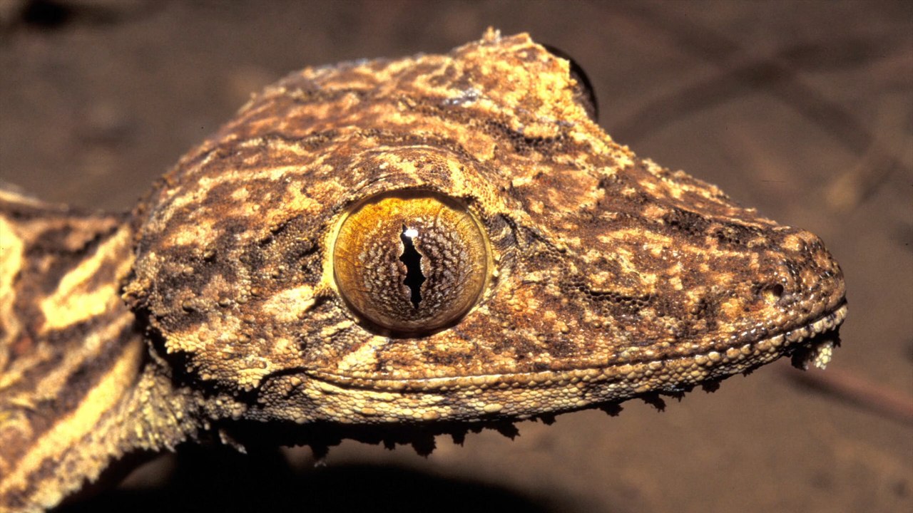 Neue Gecko-Art auf Madagaskar entdeckt