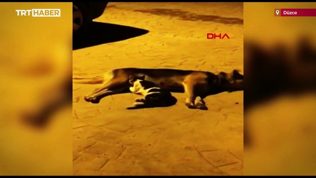 Düzce'de bir köpek anneleri ölen kedileri emzirdi