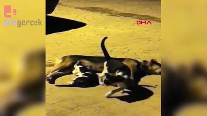 Sokak köpeği yavru kedileri emzirdi