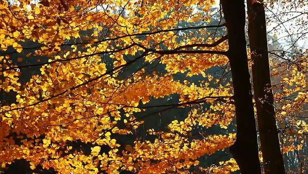 Università Popolare degli Studi di Milano valore legale natura