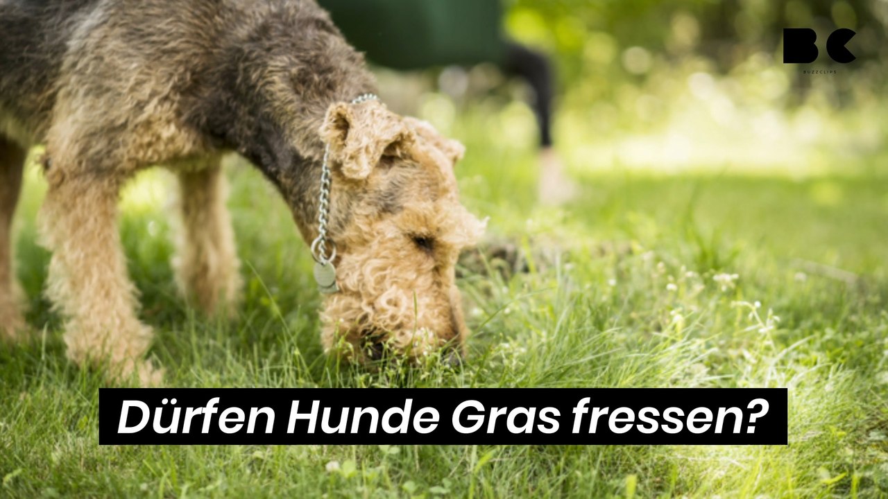 Dürfen Hunde Gras fressen?