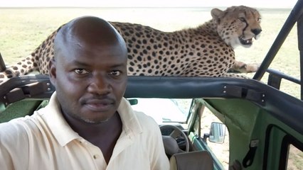 Say Chee-tah! Tour Guide Takes Selfie With Cheetah On Vehicle | Wild-ish TV