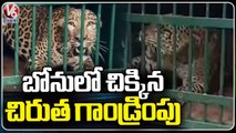 Leopard Caught In Cage At Tirumala _ Tirupati _ V6 News