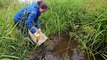Water voles being released back into the Lake District