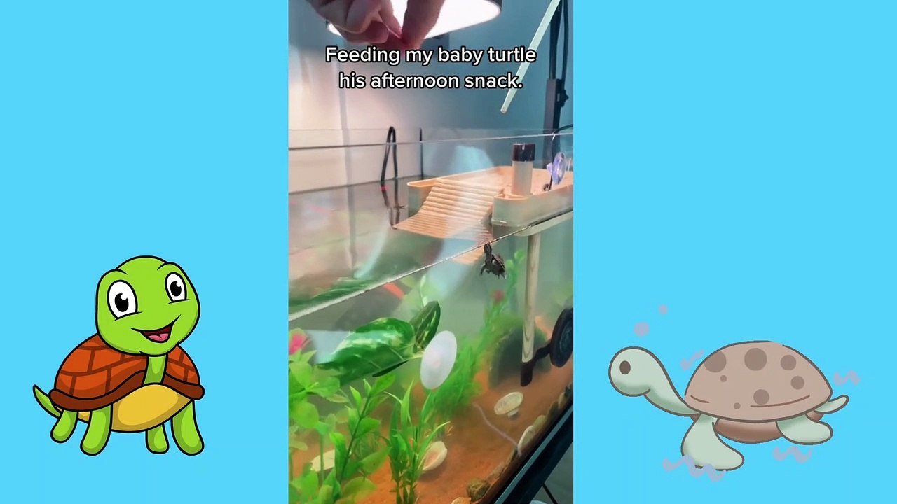 Baby Animals 3