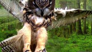 Cute Owls Part 3
