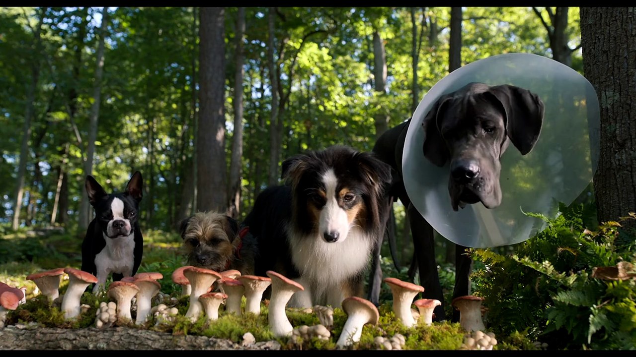 Strays Movie Clip - Magic Mushrooms