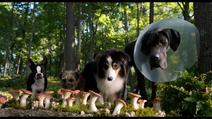 Strays Movie Clip - Magic Mushrooms