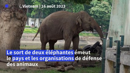 Deux éléphantes enchaînées dans un zoo émeuvent le Vietnam