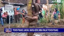 Pohon Pinang Langka dan Mahal, Warga Wonosari Bikin Lomba Panjat Pohon Pisang yang Gak Kalah Seru!