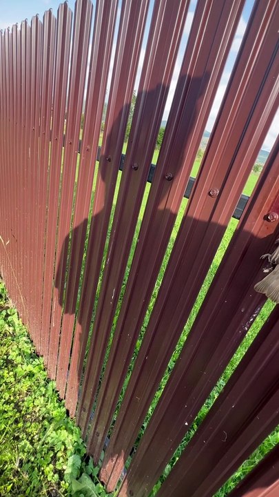 Helped a bird stuck in fence