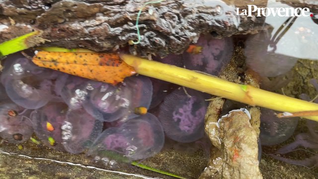 Une invasion de méduses sur les côtes provençales ?