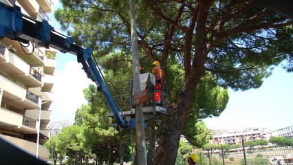 Alberi della circonvallazione, al via i test